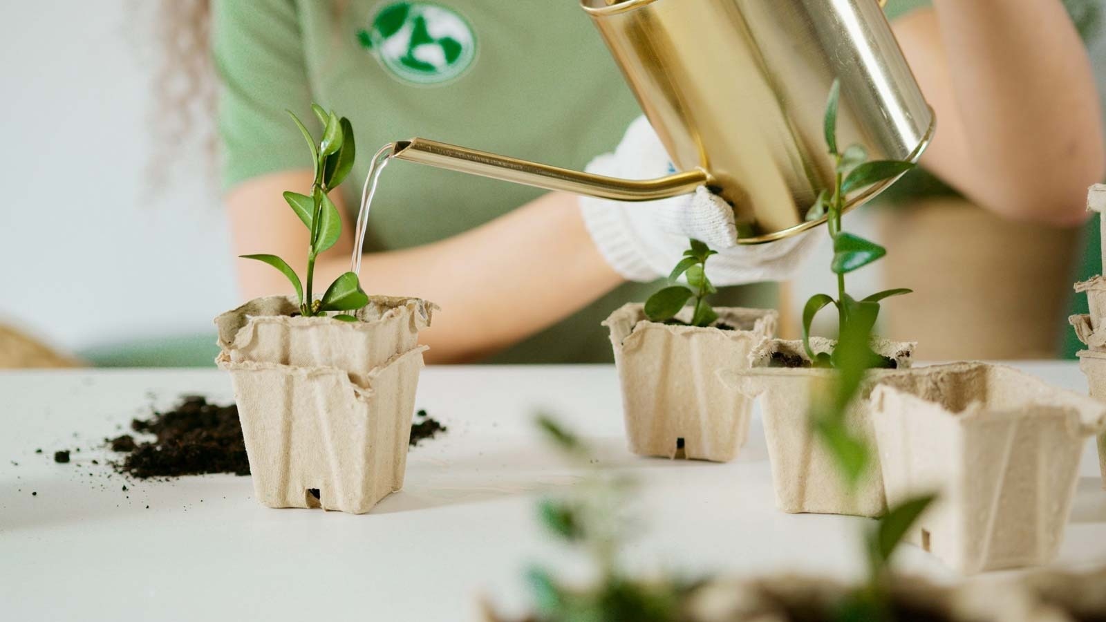 Imagen de una persona preparando plantas para plantar
