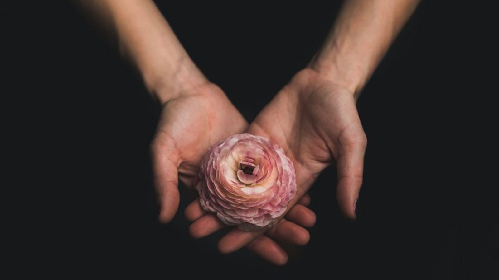 Imagen de unas manos sosteniendo una rosa